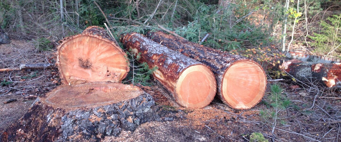 Stop kappen van bomen